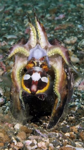 Rare Flamboyant Cuttlefish Mating Filmed in the Wild