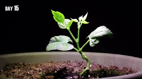 Growing garden green bean time lapse - seed to pods