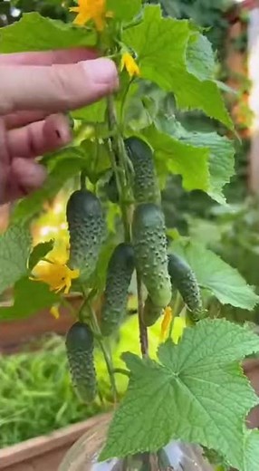 Uma forma mais simples de cultivar pepino em casa