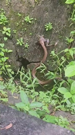 The Ultimate Fish Catching Challenge You Can't Miss