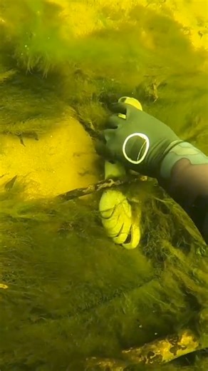 217K views · 1.4K reactions | Unexpected finds!  | D ALL MY D | Facebook