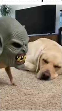 Dog🐕 wearing a mask👹👽 scares😱 another dog's🐕. #funny #viral #trending
