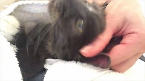 1M views · 9K reactions | Tiberius spent three days in 90 degree heat with his head stuck inside a jar. A rescue seemed hopeless by the fourth day, but volunteers refused to give up on him. What happened next was truly incredible, and became another one of our 2016 miracles. <3 More about our work to help feral cats: TinyKittens.com/cases | Tinykittens | Facebook