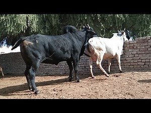 Black bull and white cow meeting ! Cow sex video ! Cow mating video