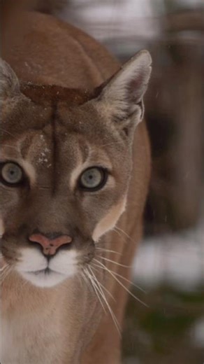 Canadian Cougar Hunting #wildlife #animals #cougar #shorts