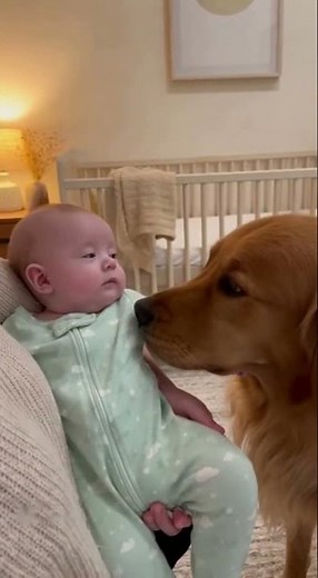Bedtime Buddy: Dog Kisses the Baby to Sleep in the Nursery! 🥰