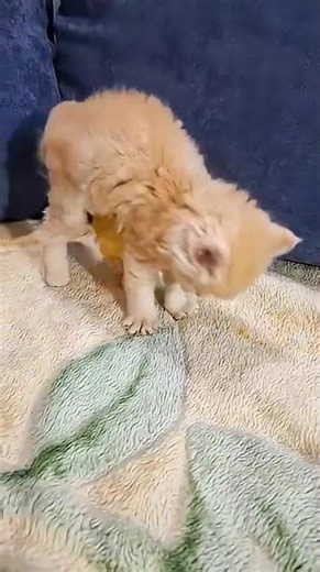 Adorable Kitten Meets Baby Chick for the First Time 🐱🐥 Cutest Animal Friendship Ever