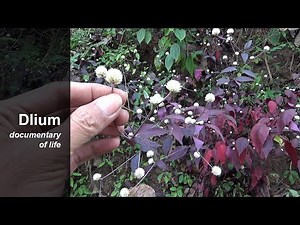 Ruby leaf (Alternanthera brasiliana) - part 1