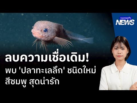 ลบความเชื่อเดิม! พบ 'ปลาทะเลลึก' ชนิดใหม่ 'Bumpy Snailfish' สีชมพู สุดน่ารัก! | กรุงเทพธุรกิจNEWS