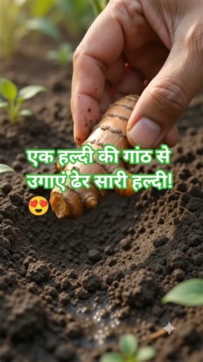 How to grow turmeric?🌿 | #Shorts #garden #plants #Turmeric #growth #short #shortvideo #shortsfeed...