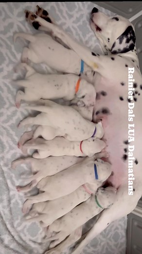 Baby Dalmatian puppies drinking milk and shaking their tails. | Rainier Dals LUA Dalmatians