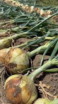 This is what happened when I planted onions in February and harvested them in May!