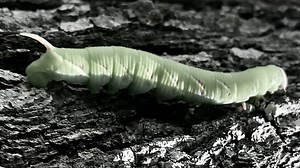 Hawk Moth or Humming Bird Moth Larvae