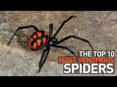 Top 10 Most Venomous and Deadly Spiders in the World