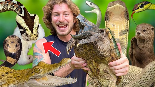 Feeding venomous snakes and crocodiles up close