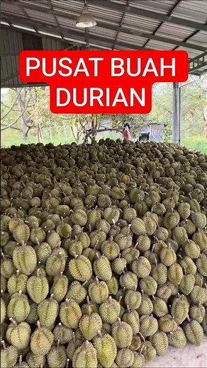 THE CENTRAL HUB FOR DURIANS