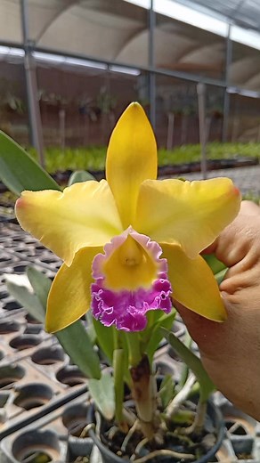 ✅ Blc. Waikiki x Blc. Waianae Galaxy x Blc. Waianae Leopard 🛑 * Este cruzamento de Orquídeas, apresenta muita variação de cores. Resultado obtido através de sementeira. A foto é apenas um dos resultados, que saiu deste cruzamento. Pode acontecer de sair plantas com flores pintalgadas ✅ R$ 54,00 Frete - Planta adulta - Apta a florir na sua estação Whatsapp de Vendas (17) 98190-4781 falar com André Sasciente ✅ Envio via transportadora, às segunda-feira. Exceto feriado | André Sasciente