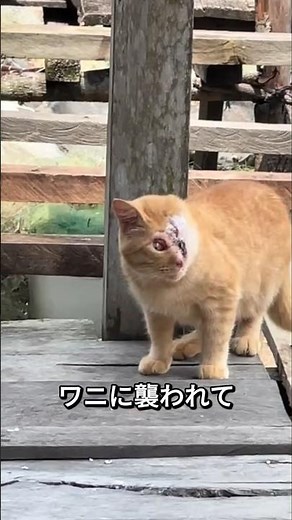 Maimo, the cat whose face was stolen by a crocodile, has brought tears to the world's eyes with t...