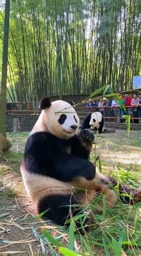 Panda Sneezes… and Startles Everyone 😲🐼😂 #panda #cutepanda #zoo