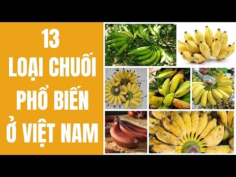 13 loại Chuối phổ biến hiện nay ở Việt Nam | Bếp Của Mẹ