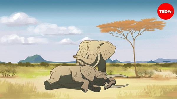 Barbara J. King: Can other animals understand death?