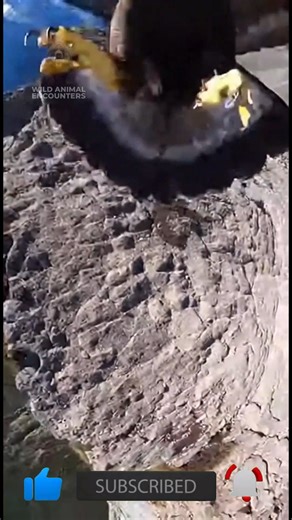 Just trying to get a cool panorama. Didn't even see it coming. That eagle went for my phone! Still shaking. #EagleAttack #GoldenEagle #MountainHiking #BirdAttack #WildlifeDanger #NearMiss | Wild Animal Encounters