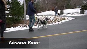 82 reactions · 11 shares | Georgie is a 2-year-old Terrier Mix from a...