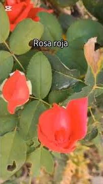 Amor #nature #flowers #flores