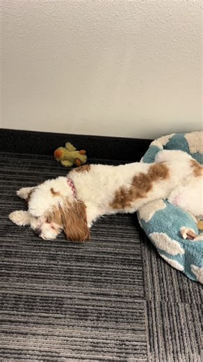 Why would I put my whole body on my soft bed when it could be on the concrete with carpet tile floors? #cavapoo #cavapoopuppy #cavapoosoftiktok #dogsoftiktok