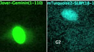 Watching a cell cycle