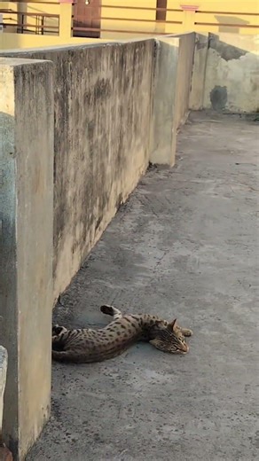 #shortvideo #cuteanimal #cute #cat #😽😽#🐈‍⬛🐈‍⬛🐈‍⬛