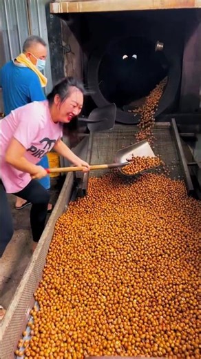 Hazelnut roasting machine activity - satisfying hazelnut #hazelnut #harvesting #trending