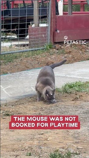Cat Playing With Mouse Shows Wild Instinct in Action