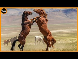 Wild Mustangs in the Wild: Gallops and Fights in their Natural Habitat