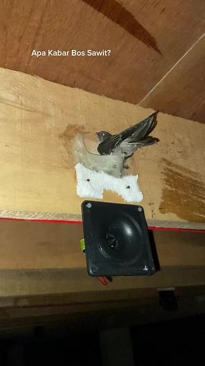 Discover the Charming Swallow Nesting in Wood