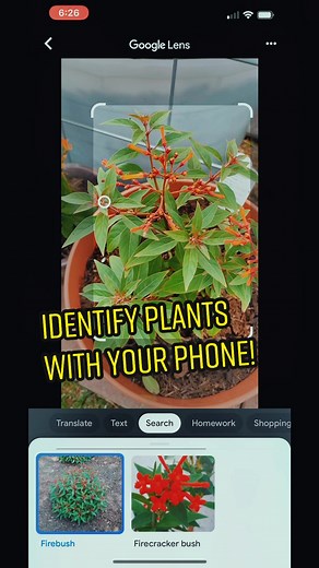 Best Plant ID App: Identify Plants with Your Phone for Free!