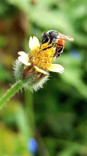 🐝O segredo das ABELHAS: Mais que mel, SOBREVIVÊNCIA! 🌎
