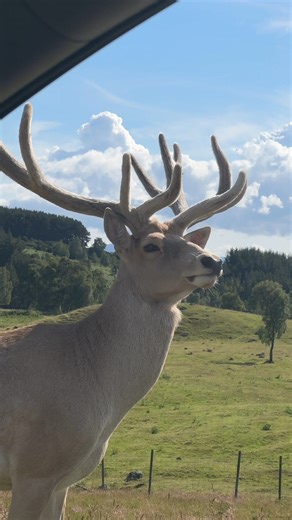 Visit our drive-through reserve with us 🫎 Our vast reserve is home to roaming herds of Przewalski's wild horses, bison, deer, elk and vicuna. Didn't spot everything on your first loop? You can drive around as many times as you like throughout your visit 💙 | Highland Wildlife Park