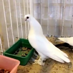 For fancy lover's | Pigeon lovers