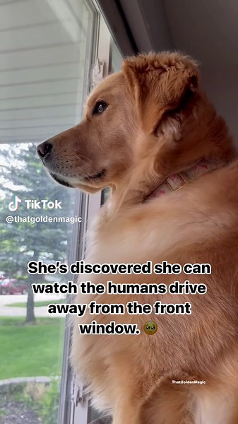 Golden Retriever's Hilarious Window Pouting Reaction