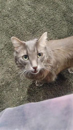 Pharoh what 😂😂 | Pharoh the Floof