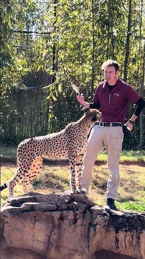 Cheetah Busch Gardens Tampa Florida 1/29/26