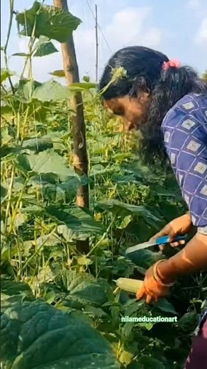 Beautiful natural cucumber harvesting from farmers and rural farming life #cucumber #ytshorts #rural