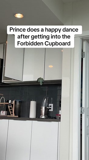 Prince's Happy Dance After Getting into the Forbidden Cupboard | Funny Bird Video
