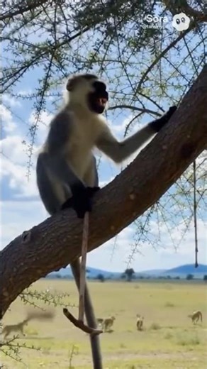 MONKEY PRANK! Beehive Drops on Lions Resting Below! 🐝🦁