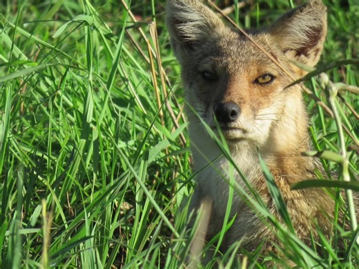 Silent, smart, unstoppable 🐾 #KidepoValley #Jackal #SafariLife #WildAfrica #NaturePredator