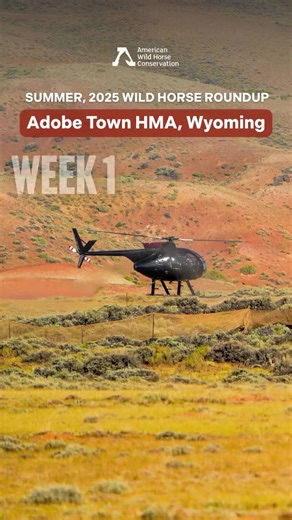 🚨 Week 1 of Wyoming's Adobe Town roundup 🚁 The Bureau of Land Management's (BLM) 2025 Adobe Town Herd Management Area wild horse roundup began this Tuesday, 7/15. This roundup is being conducted to remove approximately 1,675 wild horses from nearly 348,000 acres of land—an area larger than the city of Los Angeles. As of 7/17, 71 wild horses have been captured. This includes: 🐴 24 stallions 🐴 32 mares 🐴 15 foals. ⚠️ There has been one death. 💔 While this particular roundup was not the subje