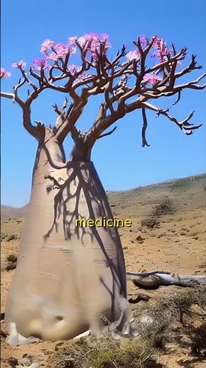 Why Is the Baobab Called the Tree of Life? 🌍