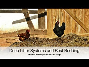 Poultry deep litter systems, bedding and floors | Sez the vet