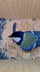 You never know who's right behind you 🐦👀 #wildlife #birdwatching #nature #birdhouse #birds | Nest Box Live